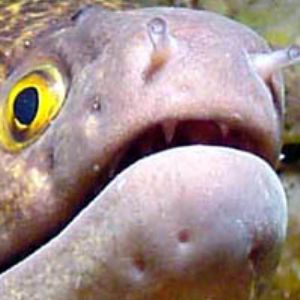 Moray on wall              Saipan Grotto by Martin Dalsaso 
